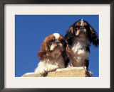 Two King Charles Cavalier Spaniel Adults on Wall Posters by Adriano Bacchella