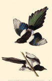 Black-Billed Magpie Masterprint