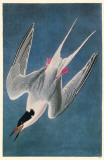 Roseate Tern Masterprint