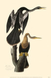 Anhinga Masterprint