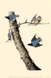 White-Breasted Nuthatch Masterprint