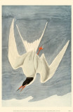 Common Tern Masterprint