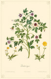 Buttercup Flowers Masterprint