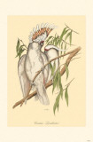 Cockatoo Masterprint