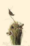 Marsh Wren Masterprint
