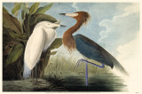 Aigrette roussâtre Photo