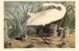 Great Egret Masterprint