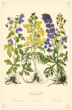 Monkshood Flowers Photo