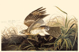 Red-Shouldered Hawk Photo