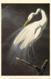 Grande aigrette Photo
