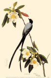 Fork-Tailed Flycatcher Masterprint