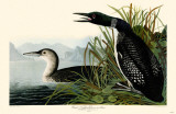 Great Northern Dover or Loon Masterprint