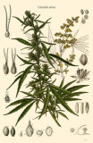 Cannabis Sativa Masterprint
