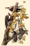 Pileated Woodpeckers Masterprint
