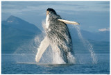 Humpback Whale Breaching Masterprint