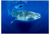 Whaleshark Photo