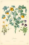 Pansies Flowers Masterprint