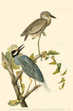 Yellow-Crowned Night Heron Masterprint