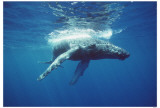 Baby Humpback Lámina maestra Baby Humpback Lámina maestra