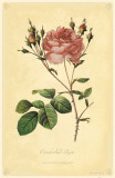 Cumberland Rose Masterdruck