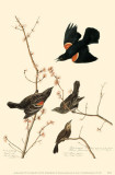 Red-Winged Blackbird Masterprint
