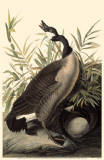 Canada Goose Masterprint