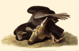Black Vulture Masterprint Black Vulture Masterprint
