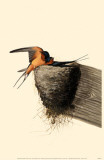Hirondelles Photo