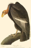 Condor de Californie Photo