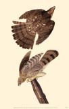Cooper's Hawk Masterdruck
