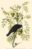 American Crow Masterprint