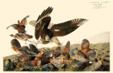 Northern Bobwhite Photo