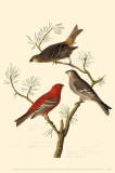 Pine Grosbeak Masterprint