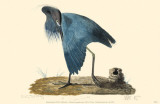 Little Blue Heron Masterprint