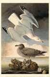Herring Gull Masterprint