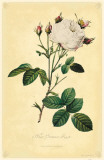 White Provence Rose Masterprint