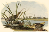 Common Snipe Masterprint
