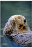 Seaotter Masterprint Seaotter Masterprint