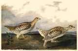 Sharp-Tailed Grouse Masterprint