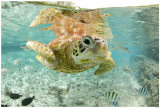 Sea Turtle Masterprint