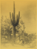 Gathering Saguaro Fruit Masterprint