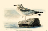 Bonaparte's Gull Masterprint