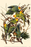 Carolina Parakeet Photo