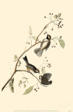 Boreal Chickadee Photo