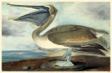 Brown Pelican Masterprint