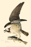 Águila pescadora Lámina maestra