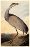 Sandhill Crane Masterprint