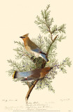 Cedar Waxwing Masterprint