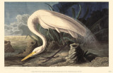 Great Egret Masterprint