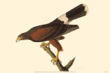 Harris' Hawk Masterprint